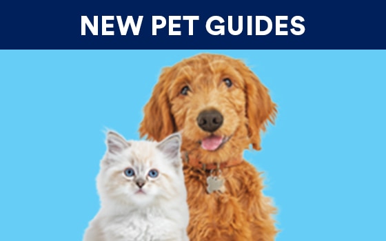 NewandTrending_NewPetGuides