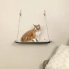 5355029 Cat Food